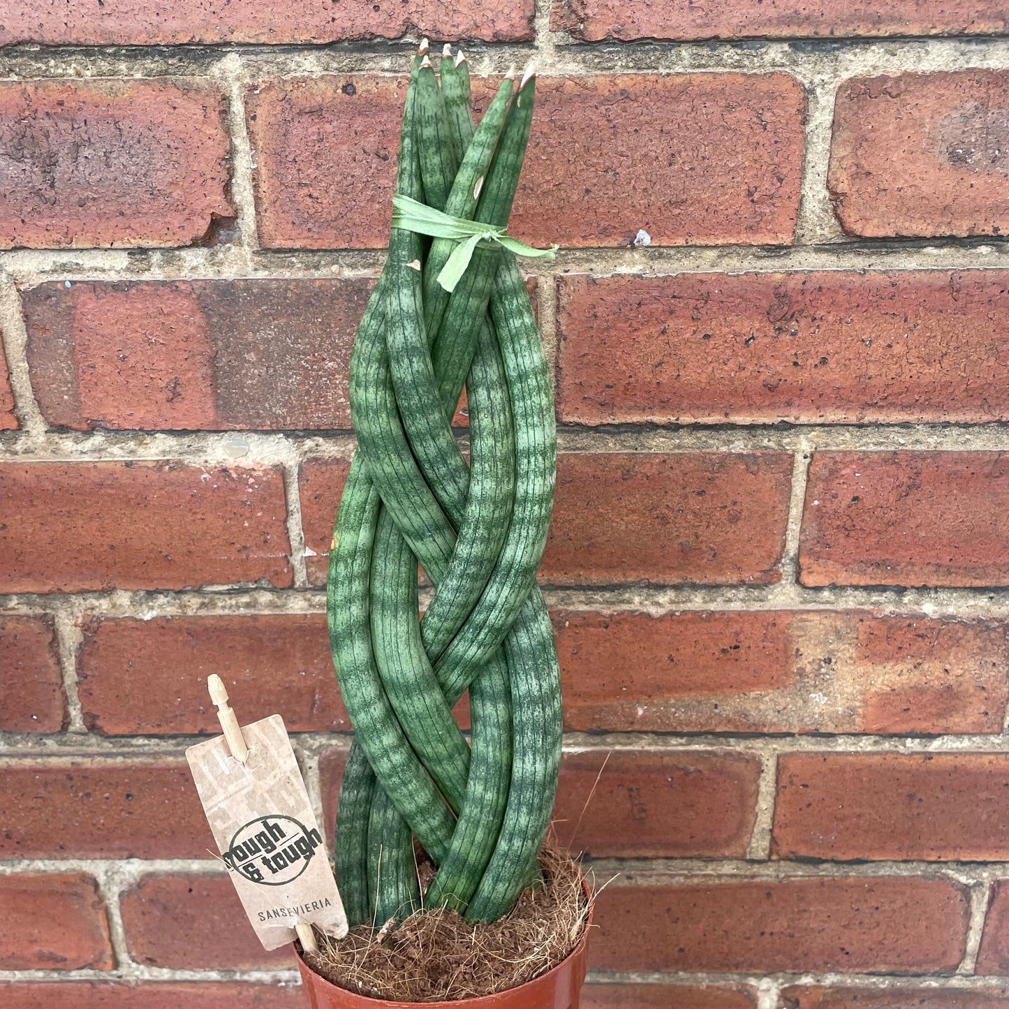 Sansevieria Cylindrica Braided