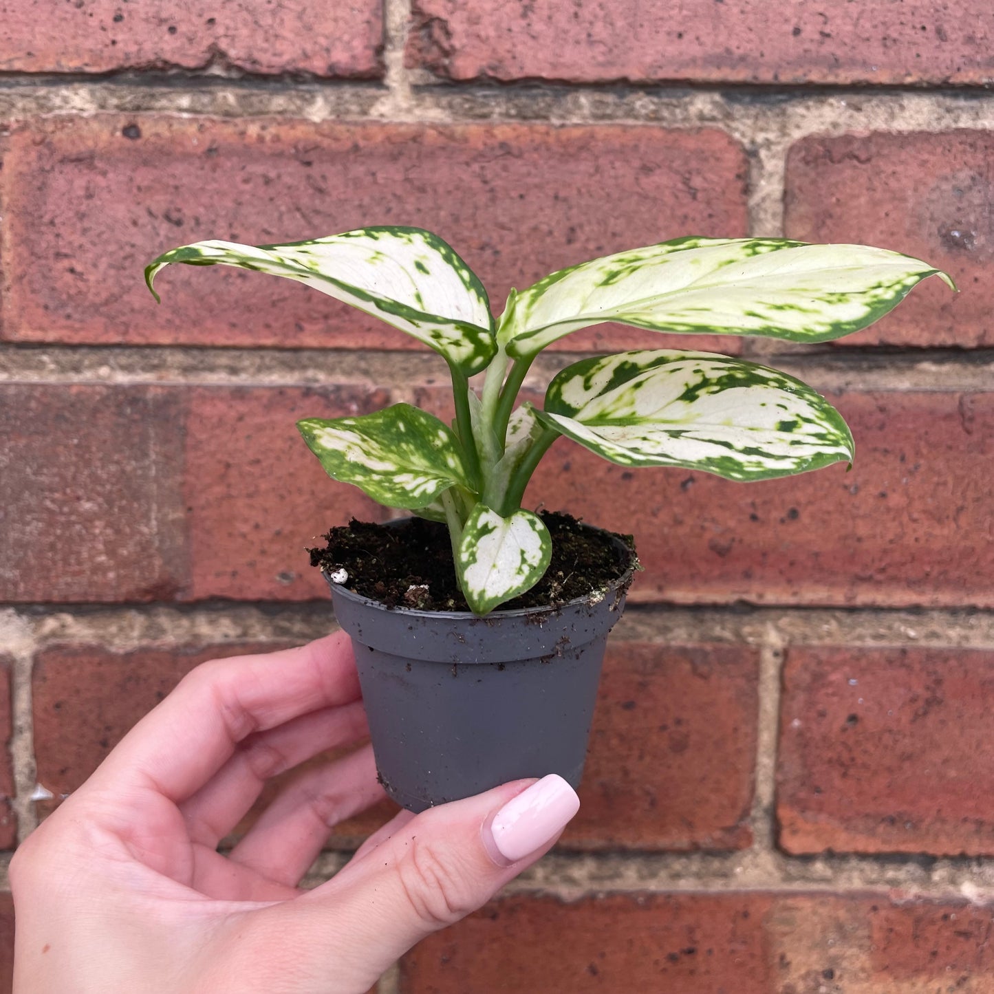 Baby Aglaonema Snowflake