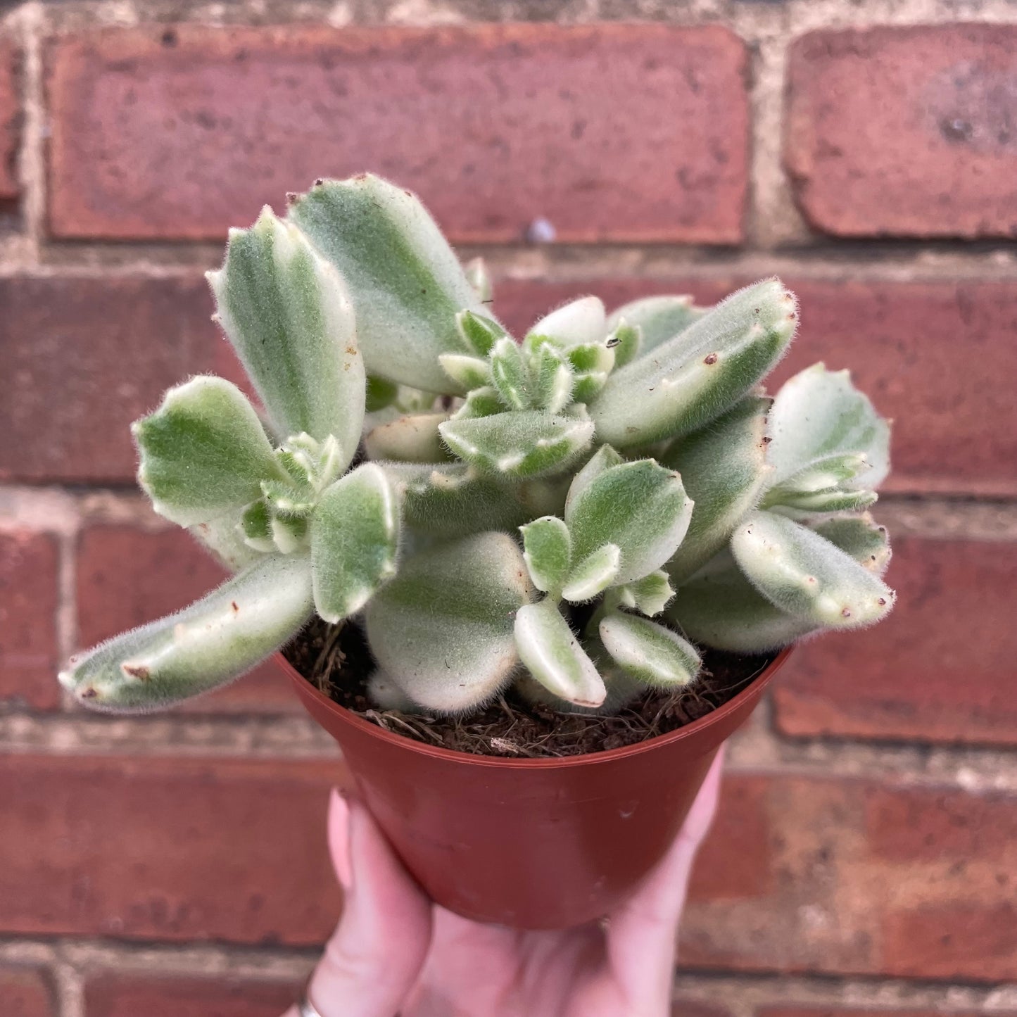 Bear Paw Cotyledon Tomentosa Variegata
