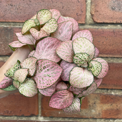 Fittonia Nerve Plant