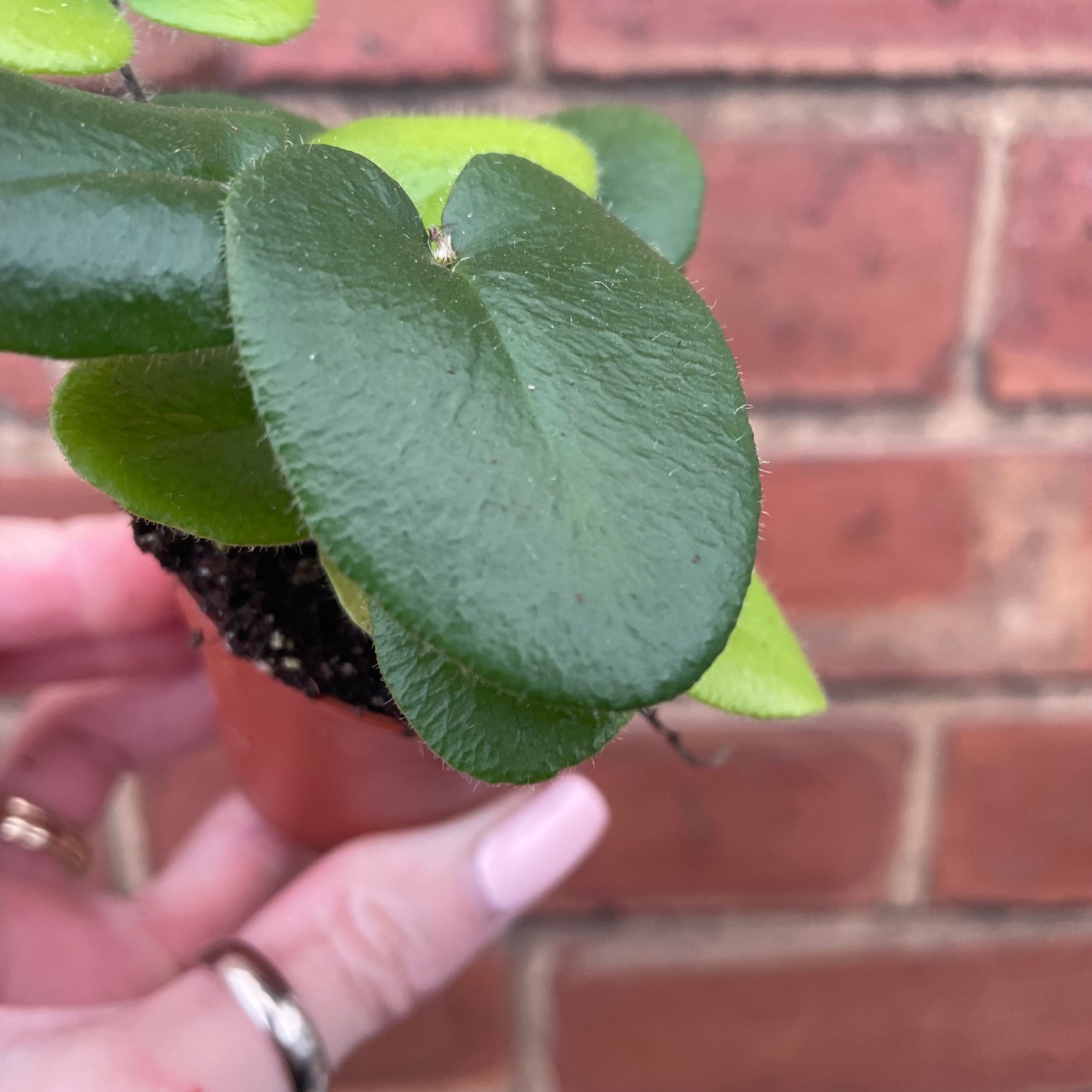Baby Heart Fern