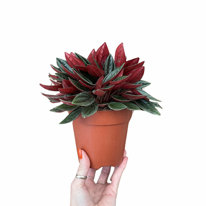 Peperomia Caperata Rosso 12cm pot