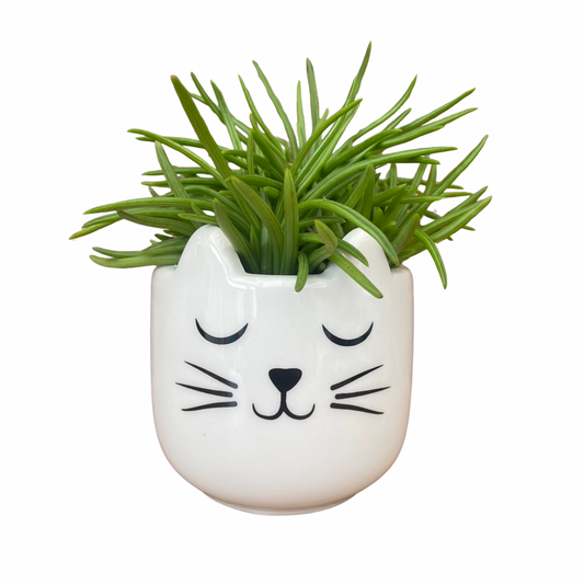 Cat's Whiskers Mini Plant Pot