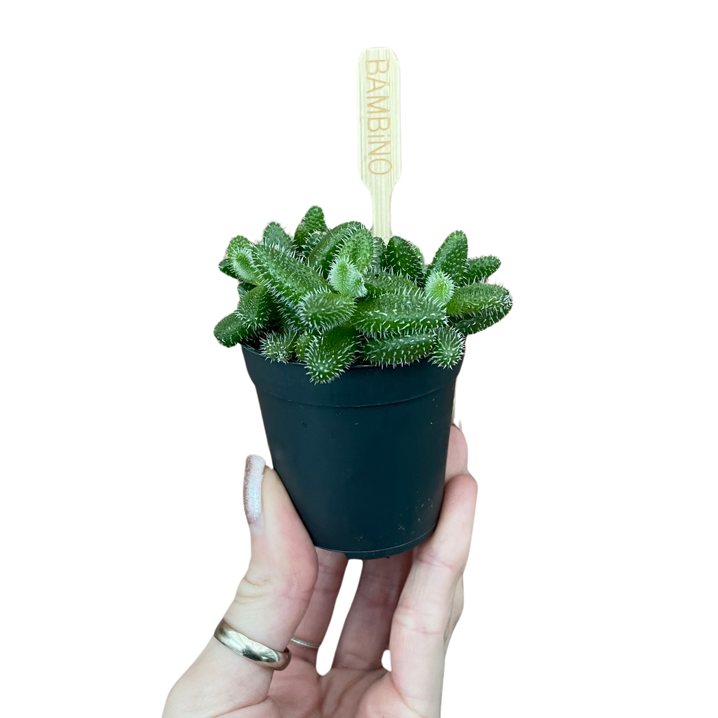 Baby Pickle Plant Delosperma Echinatum