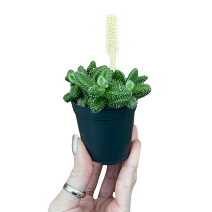 Baby Pickle Plant Delosperma Echinatum