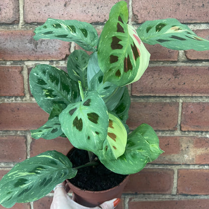 Maranta Kerchoveana Variegata
