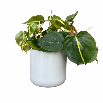 Light Grey Lisbon Ceramic Indoor Plant Pot 13.5cm