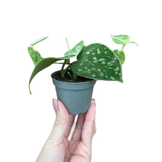 Baby Scindapsus Pictus Silvery Ann Satin Pothos