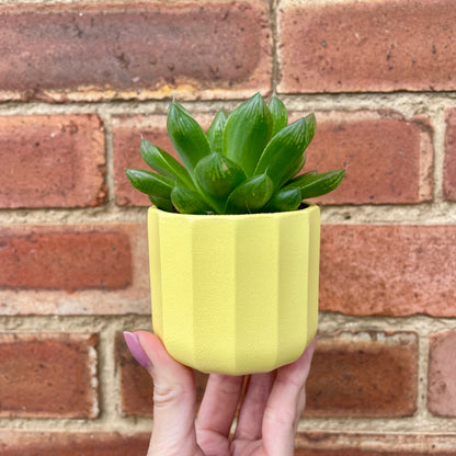 Geometric Yellow Mini Plant Pot-7cm