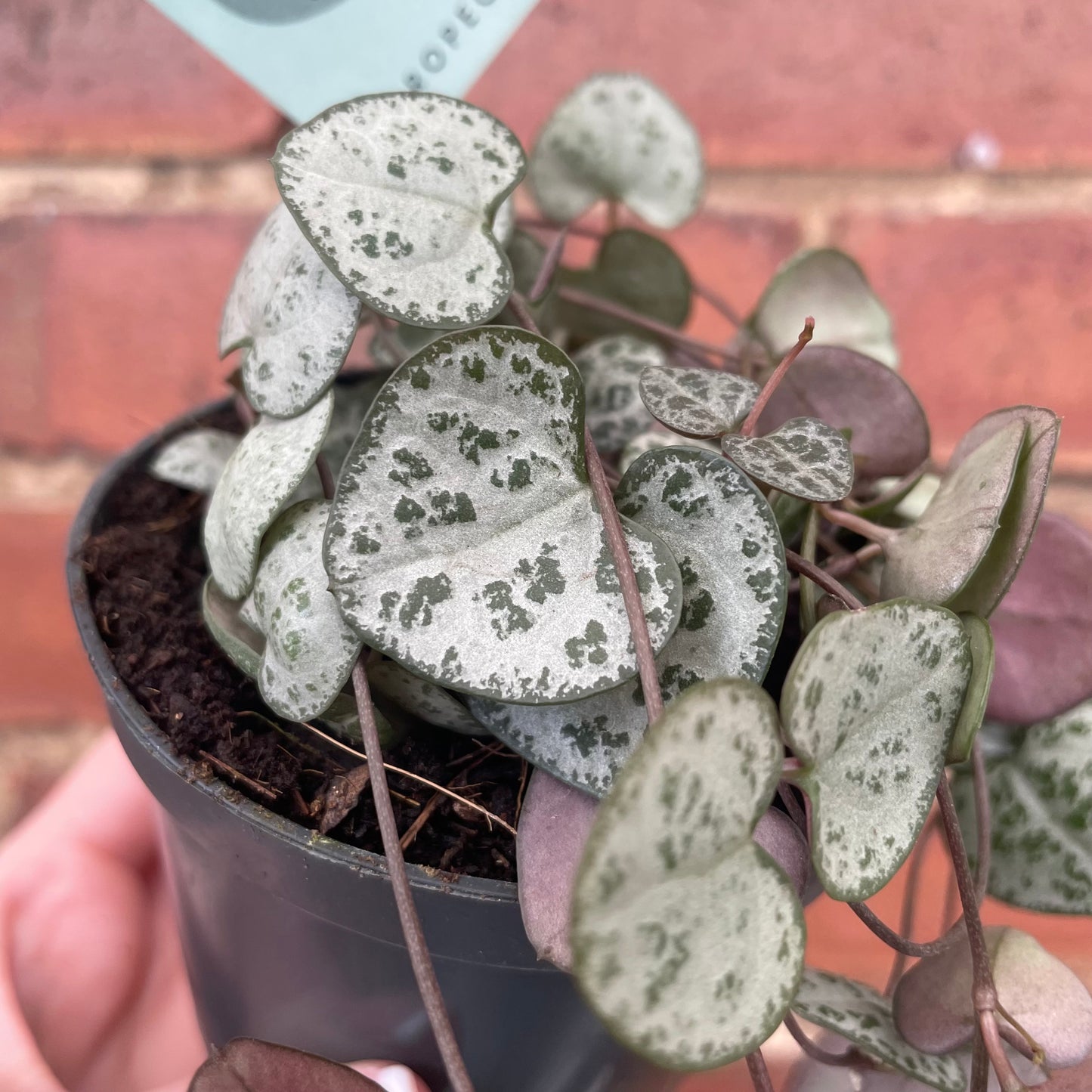 String Of Hearts Ceropegia Woodii 8.5cm