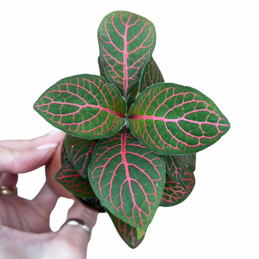 Baby Fittonia 'Joly Josan' Nerve Plant