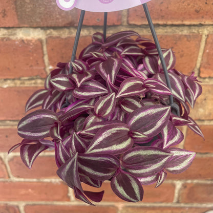 Hanging Tradescantia Zebrina