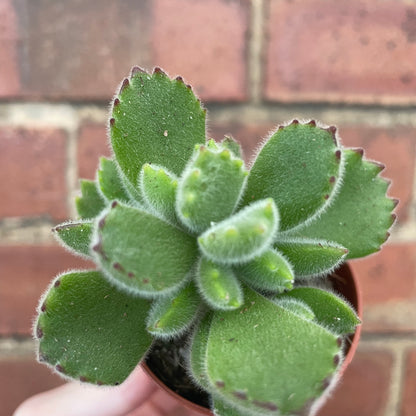Baby Bear Paw Cotyledon Tomentosa