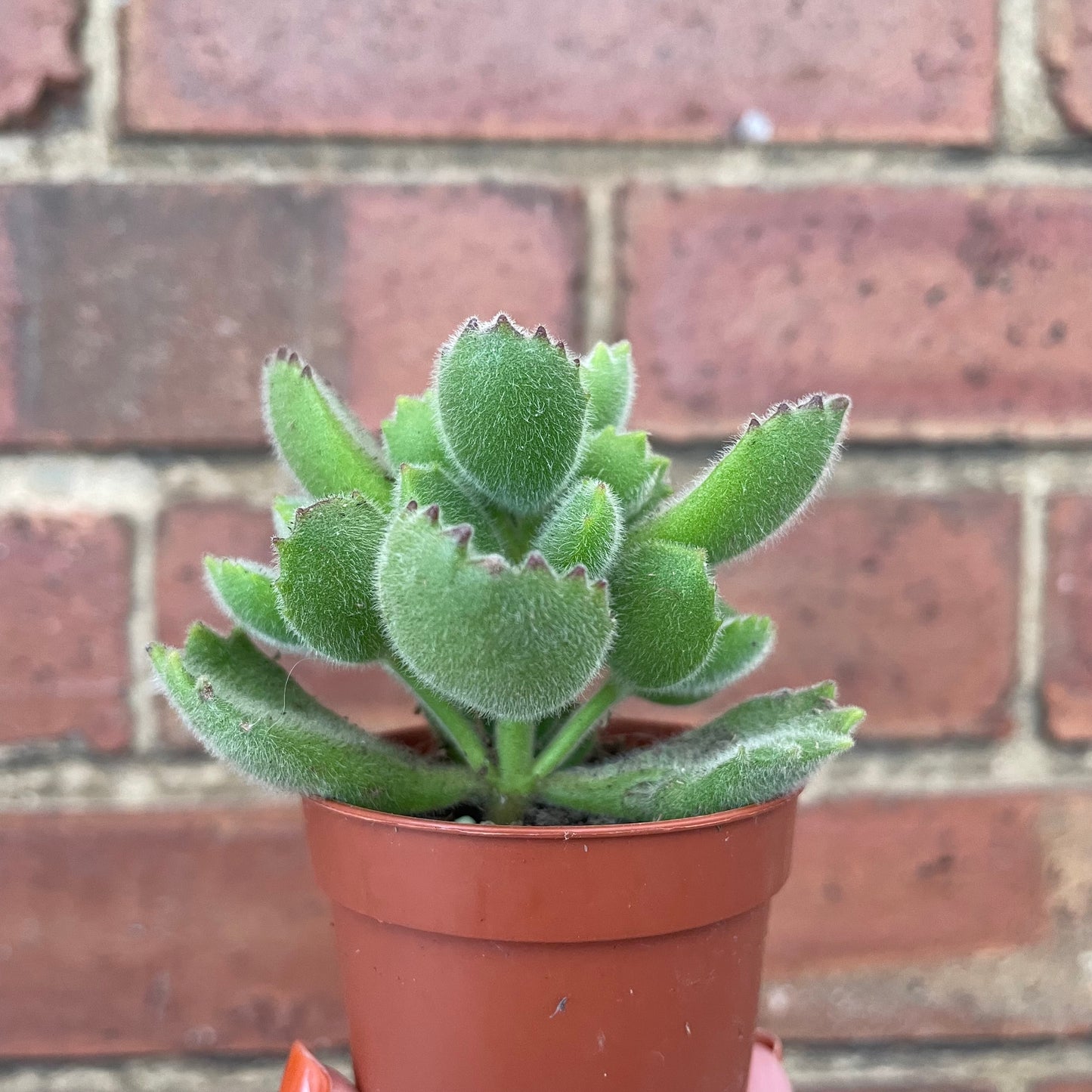Baby Bear Paw Cotyledon Tomentosa
