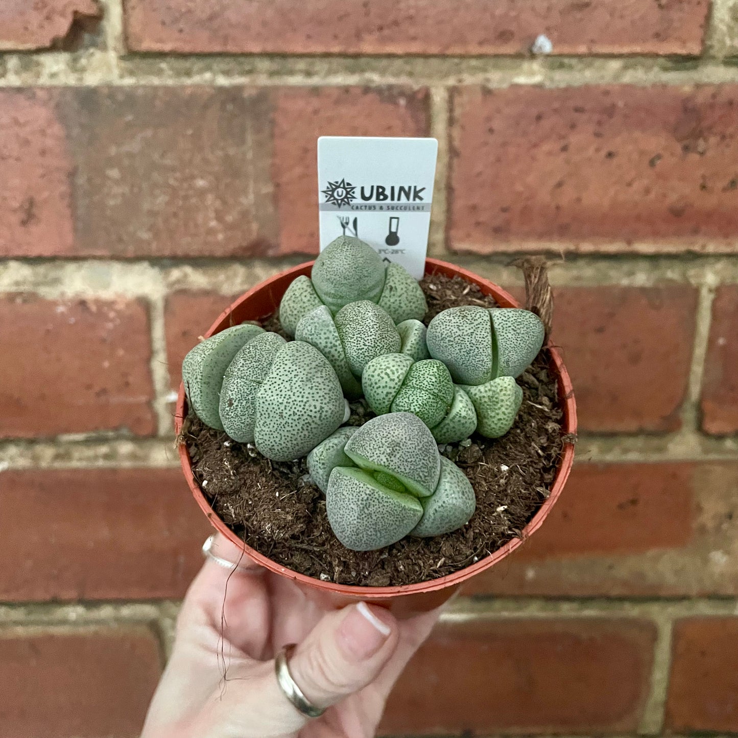 Living Stone/Lithops