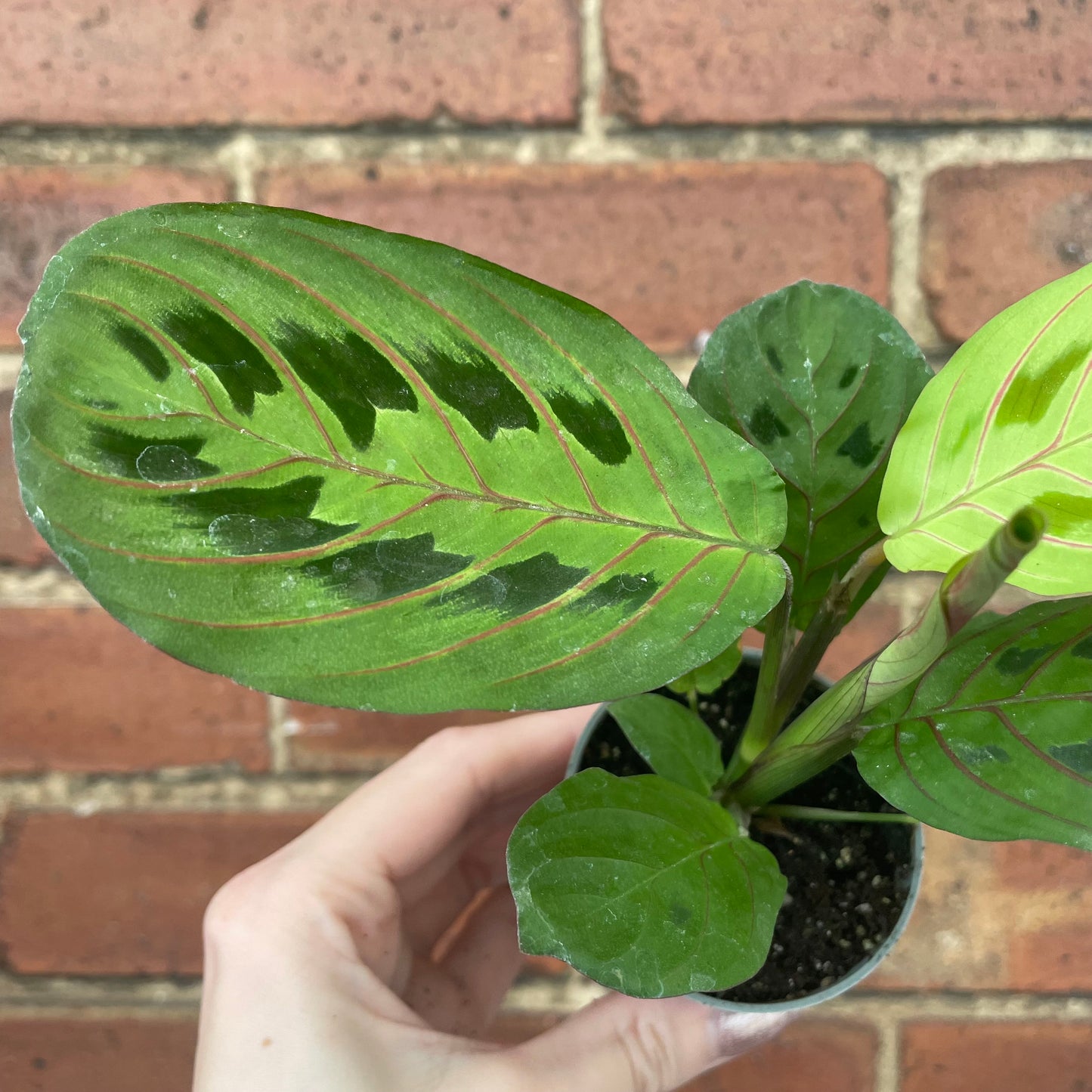 Baby Maranta Leuconeura