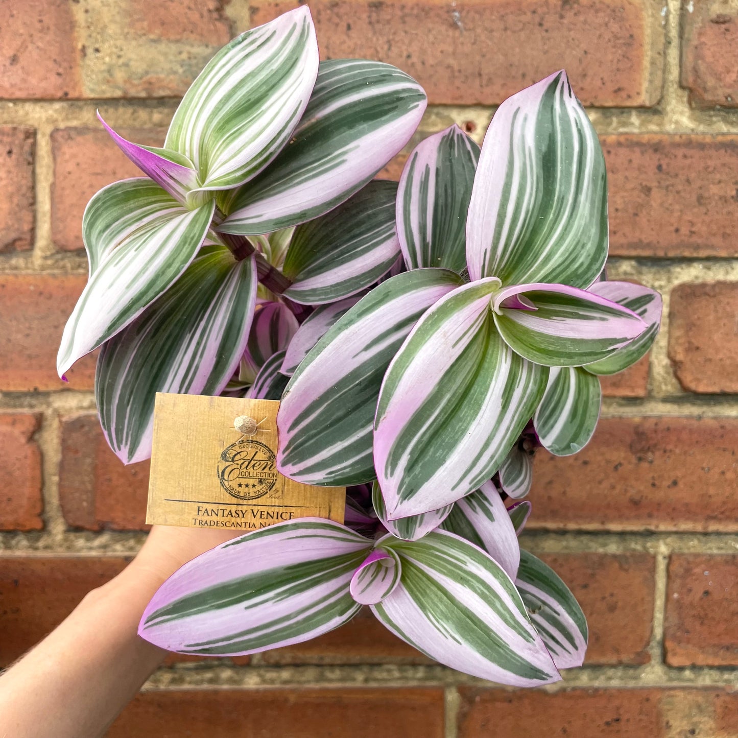 Tradescantia Albiflora Nanouk 12cm