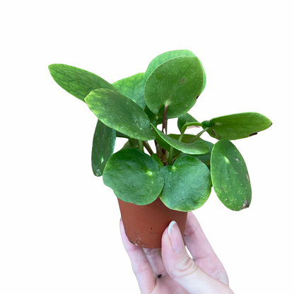 Pilea Peperomioides Chinese Money Plant