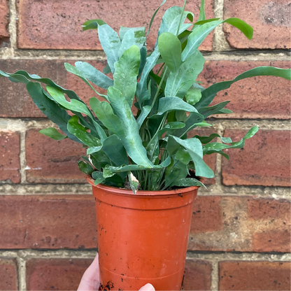 Phlebodium Blue Star Fern