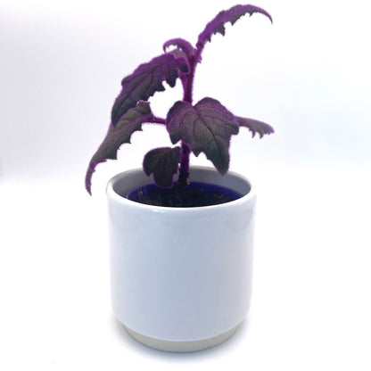 Baby Purple Passion Gynura Aurantiaca