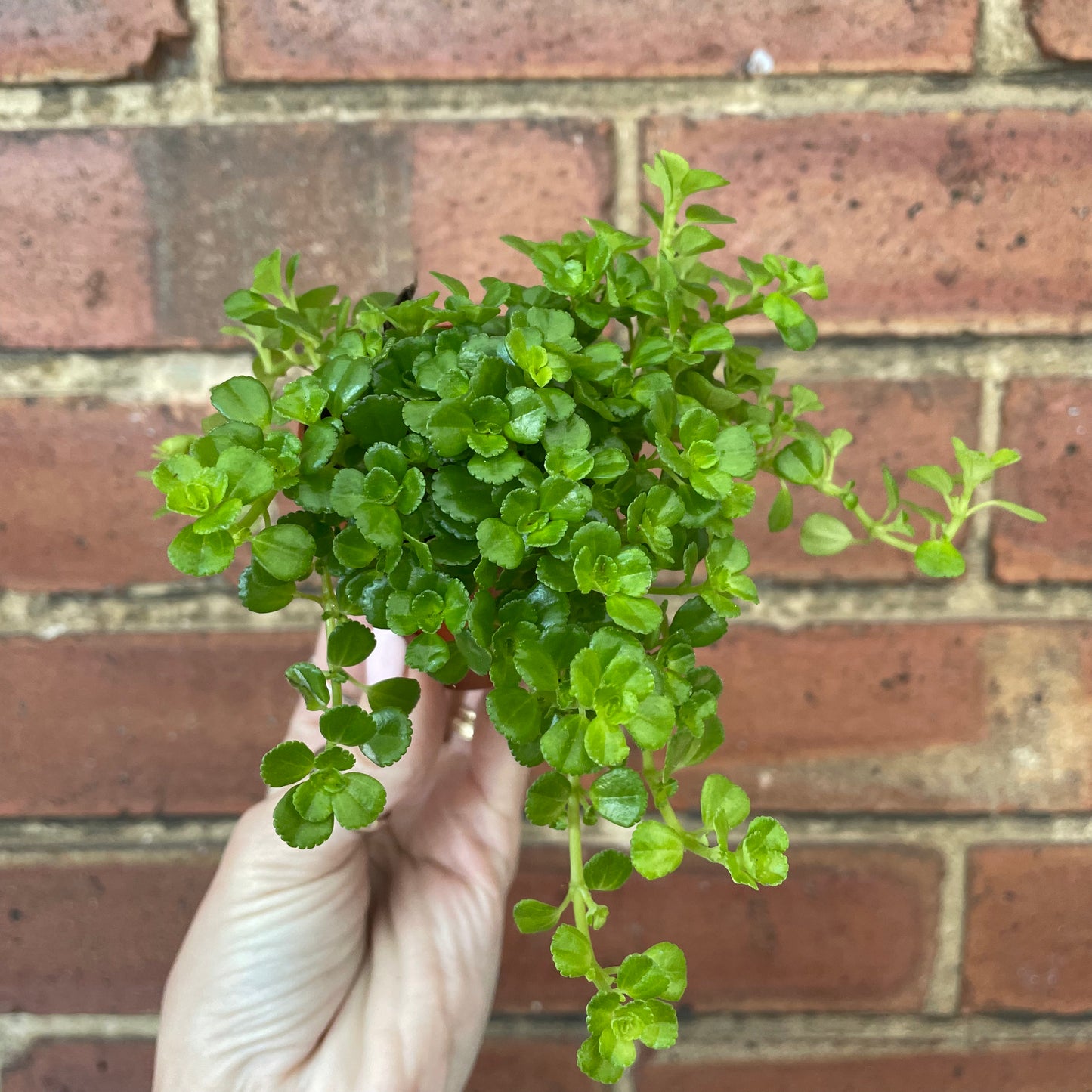 Baby Pilea Depressa