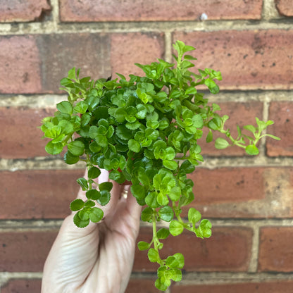 Baby Pilea Depressa