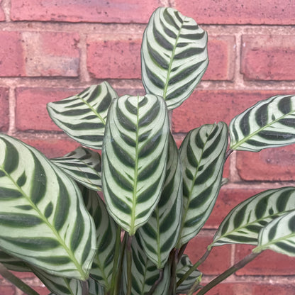 Ctenanthe Burle Marxi Never Never Plant 12cm Pot
