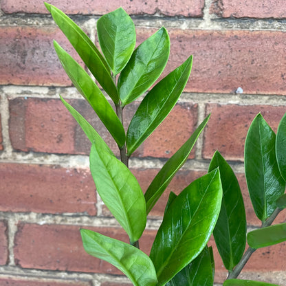 Zamioculcas Zamiifolia/ZZ Plant