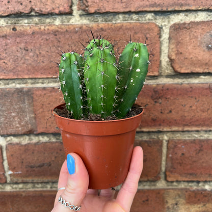 Cactus Mix
