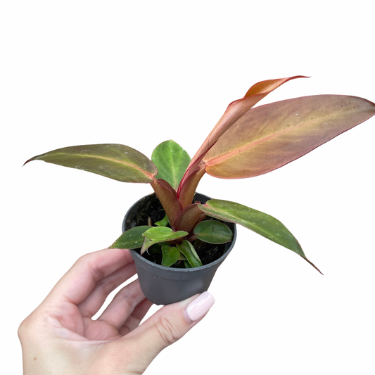 Baby Philodendron Red Sun