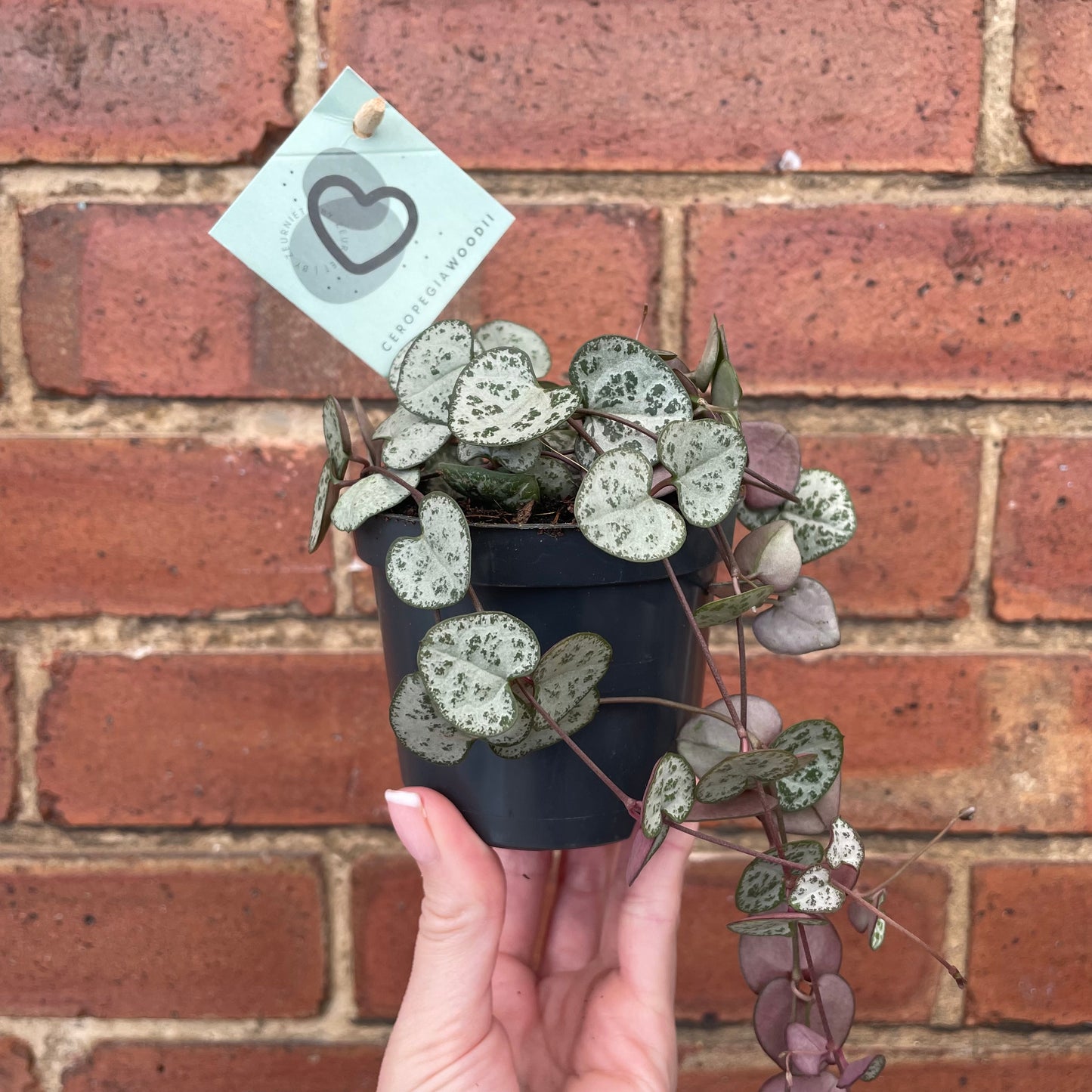 String Of Hearts Ceropegia Woodii 8.5cm