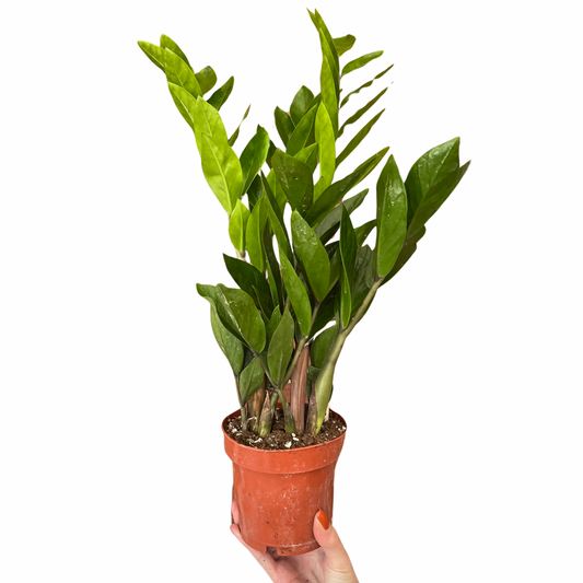Zamioculcas Zamiifolia/ZZ Plant