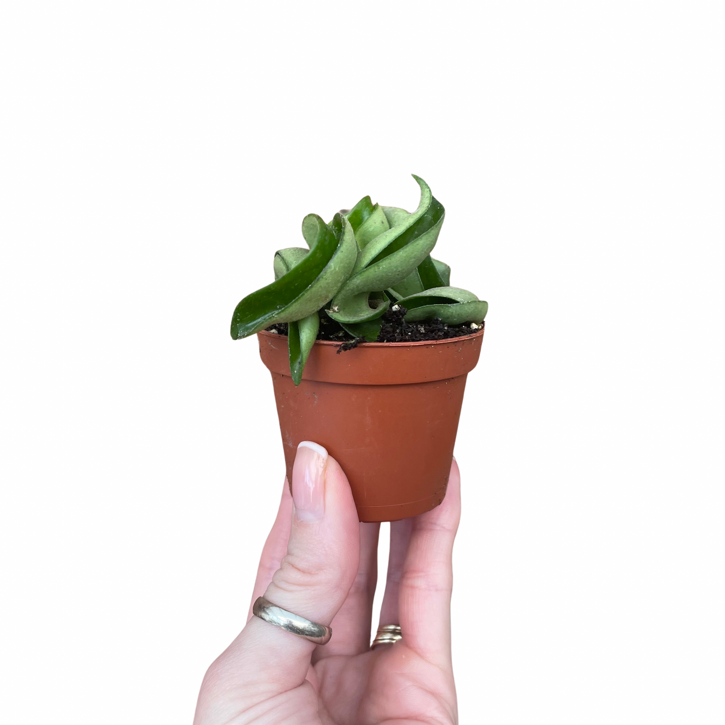 Baby Hoya Carnosa Compacta