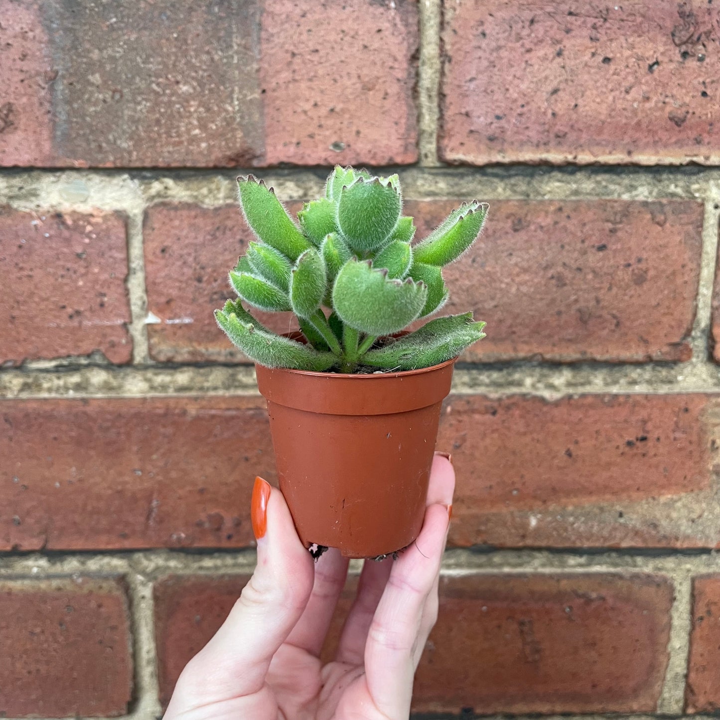 Baby Bear Paw Cotyledon Tomentosa