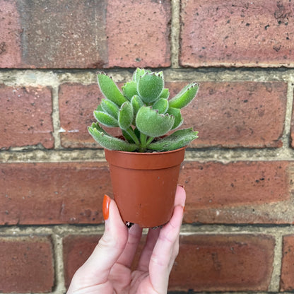 Baby Bear Paw Cotyledon Tomentosa