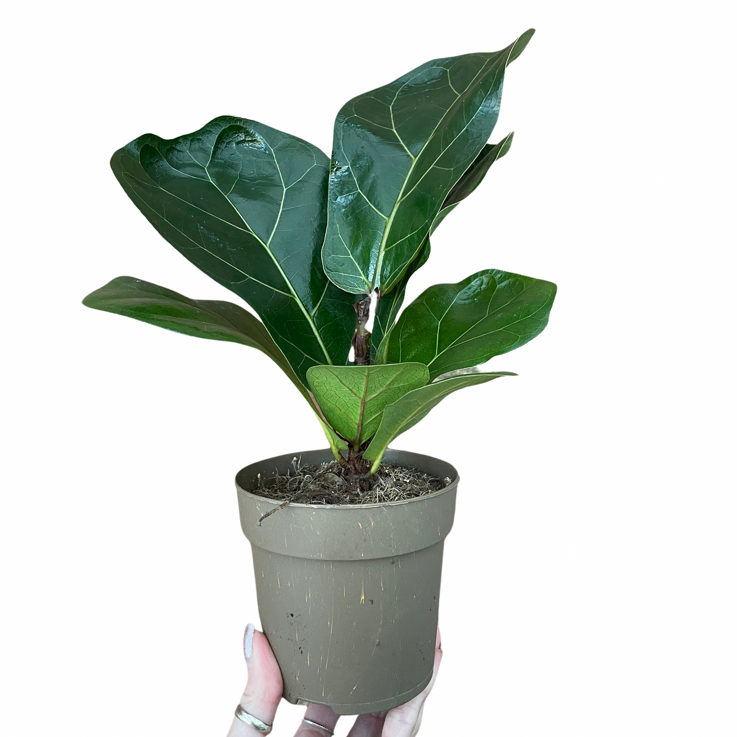 Ficus Lyrata Fiddle Leaf Fig