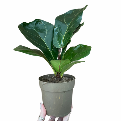 Ficus Lyrata Fiddle Leaf Fig