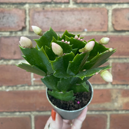 Baby Schlumbergera Christmas Cactus