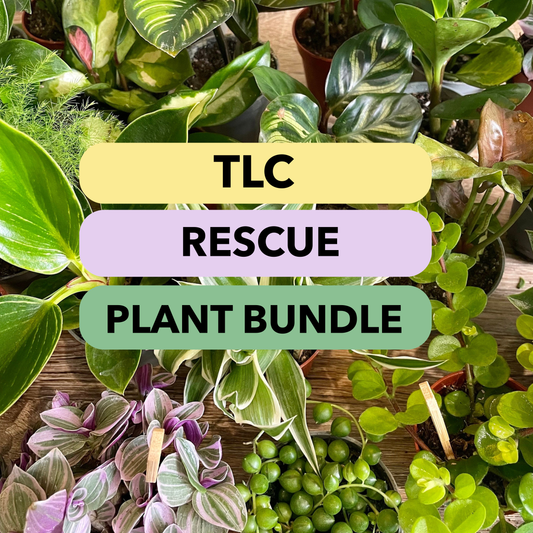 TLC Rescue Plant Bundle Small/Medium Houseplant Mystery Box