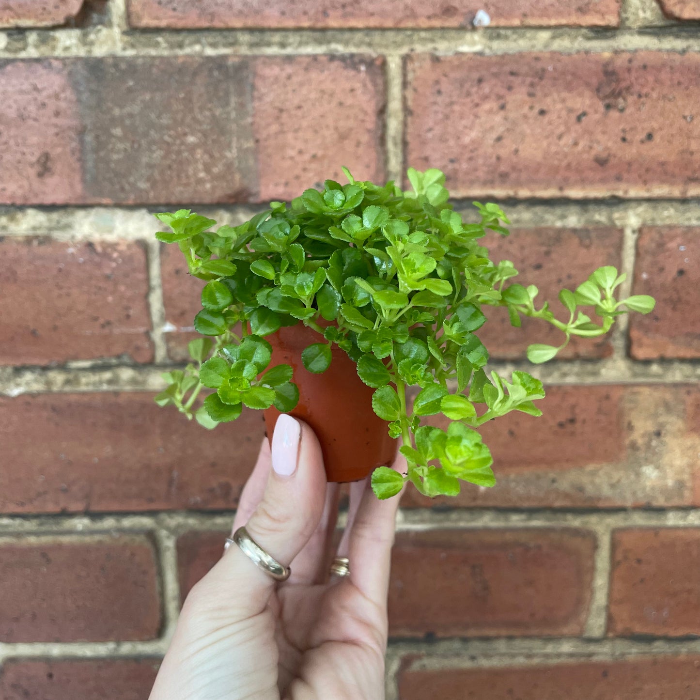 Baby Pilea Depressa
