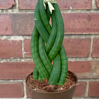 Sansevieria Cylindrica Braided