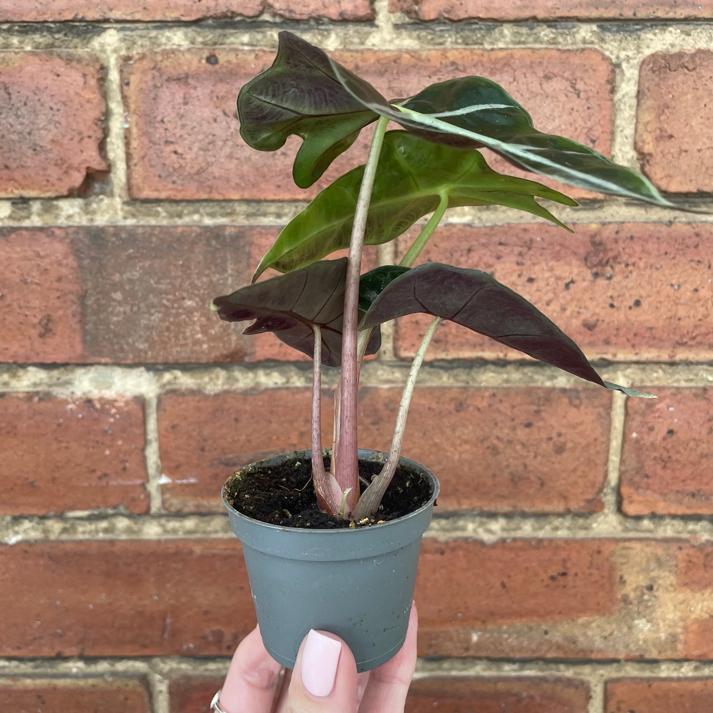 Baby Alocasia Polly/Curly Bambino