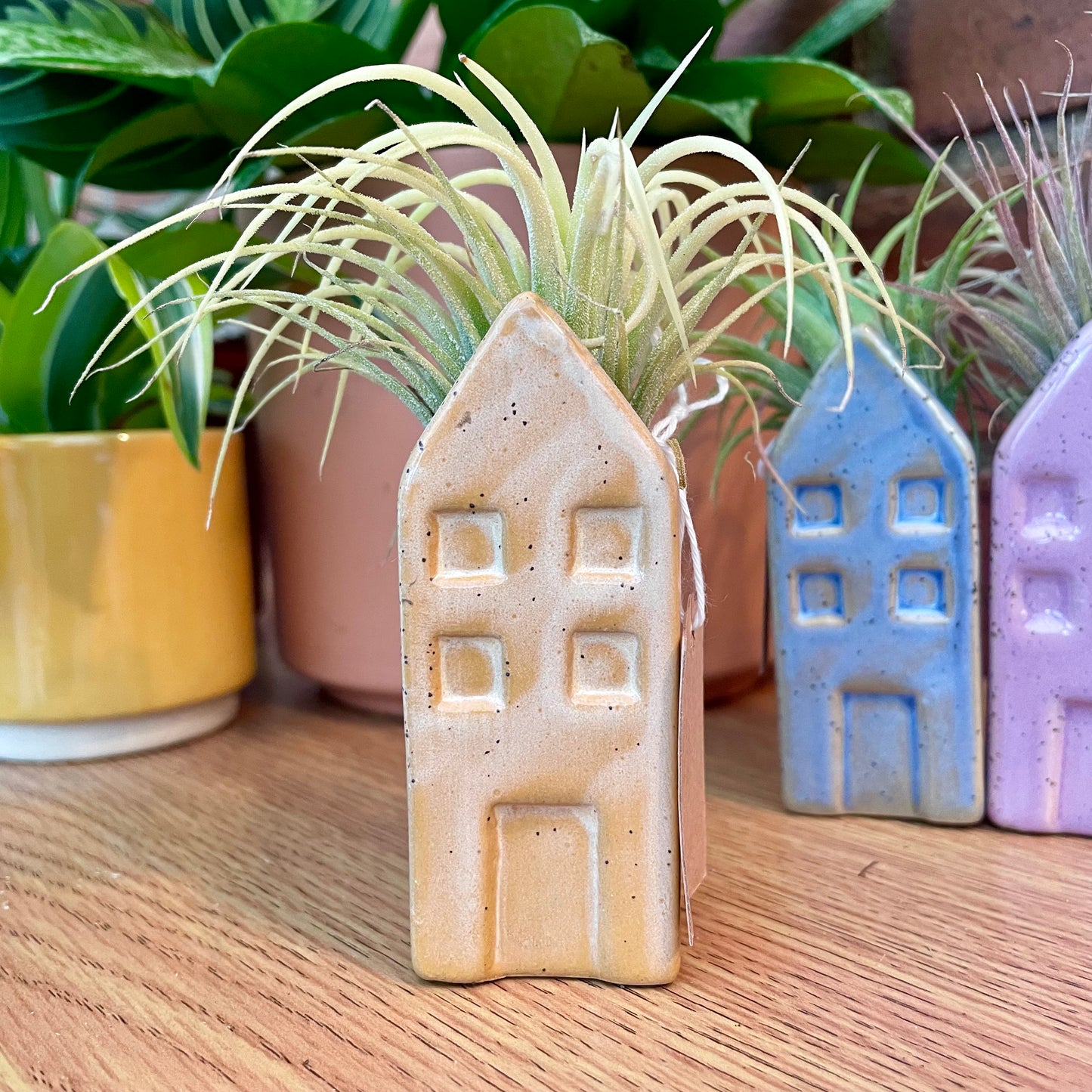 Airplant Tillandsia in Mini Ceramic Pot