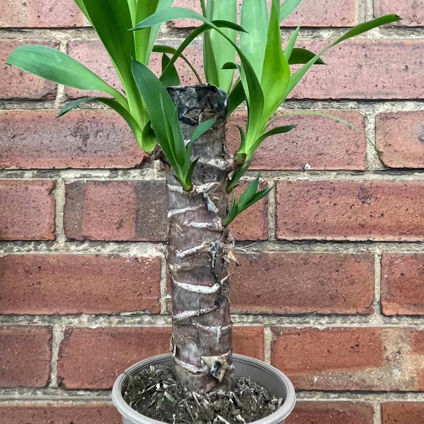 Yucca
