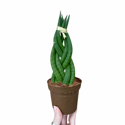 Sansevieria Cylindrica Braided