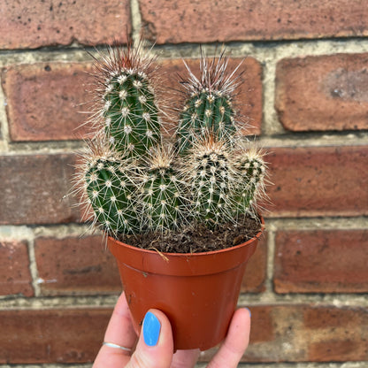 Cactus Mix