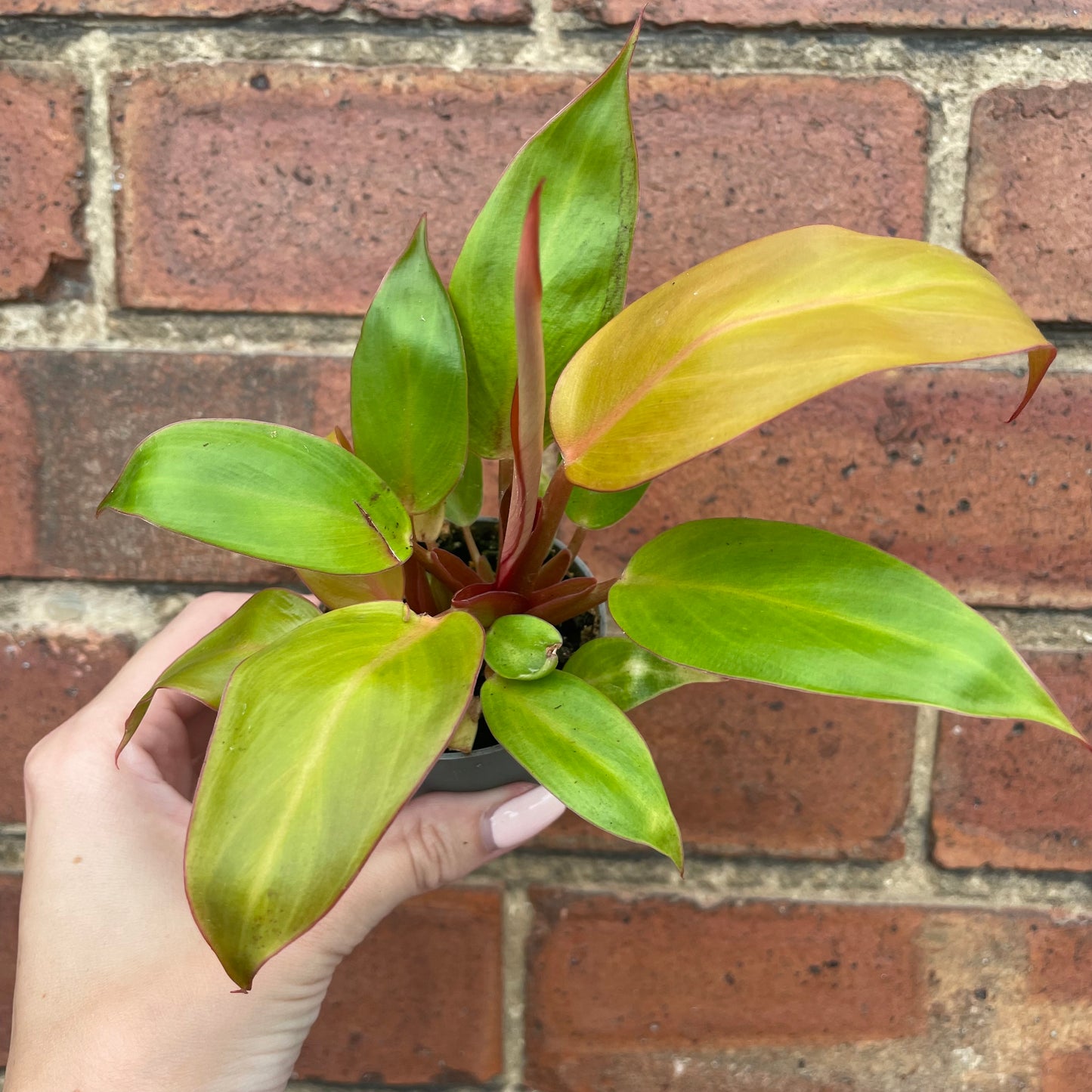 Baby Philodendron Prince of Orange