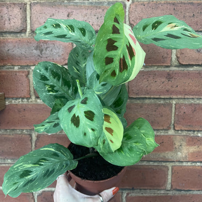Maranta Kerchoveana Variegata