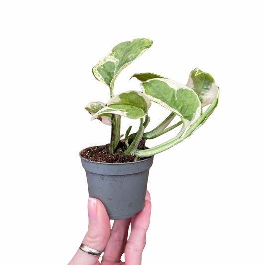 Baby Epipremnum Njoy Pothos