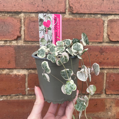 Variegated String of Hearts Ceropegia Woodii 8cm